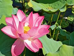 -莲花池公园