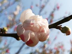-南汇桃花村