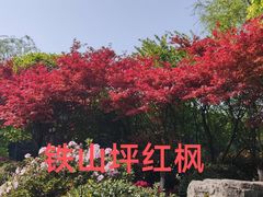 -铁山坪森林公园