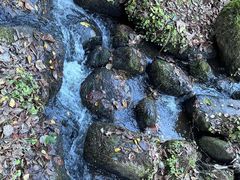 -五营红松林海景区