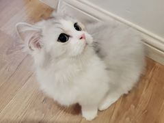-Bastet sally猫舍购宠(静安店)