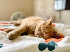 -爱侣宠医·鹦鹉专科·小型哺乳类·异宠专科(灵石路店)