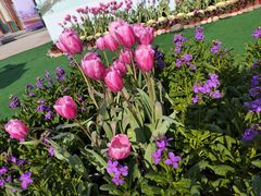 -荷兰花海