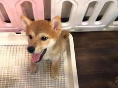 -柯斗斗主题餐厅·狗咖·围炉煮茶·茶饮(国瑞升平里店)