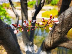 -海棠花溪(元大都城垣遗址公园)