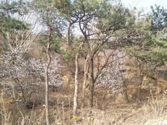 -北京西山国家森林公园