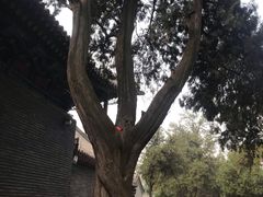 -关林