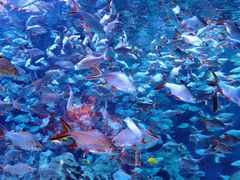 -成都浩海立方海洋公园