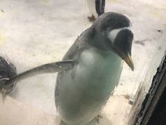 -大连圣亚海洋世界