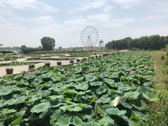 -白洋淀景区