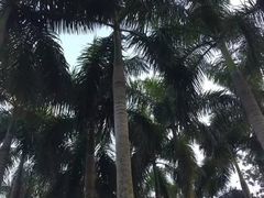 -呀诺达热带雨林