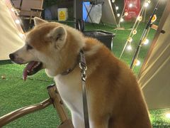 -CAMP.33露营烤肉·团建聚餐(创智天地店)