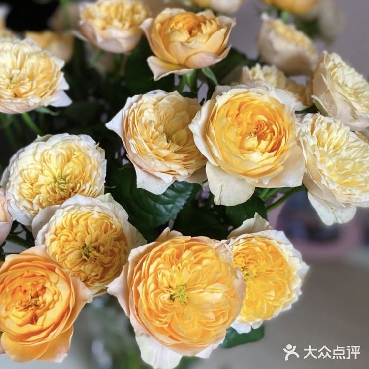 奥斯汀黄蝴蝶玫瑰