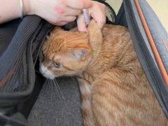 -瑞派福兴宠物医院犬猫全科·骨科·中西医结合(河东店)