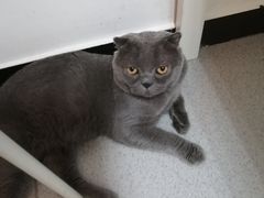 -我爱猫咪·猫咖·狗咖·安哥拉兔·羊驼咖(小寨华旗店)
