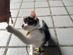 -金鼎雪山牦牛杂火锅(理县总店)