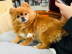 -顺强宠物诊所·狂犬免疫·夜诊·骨科(嘉定店)