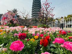 -红梅公园