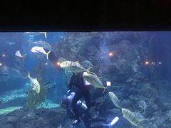 -暹罗海洋世界