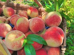 -南汇水蜜桃采摘(大团店)