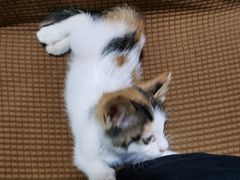 -聚德华天护国寺小吃(甜水园店)