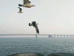 -星海湾跨海大桥
