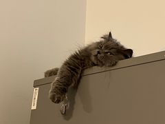 -安安宠医·安宠宠物医院