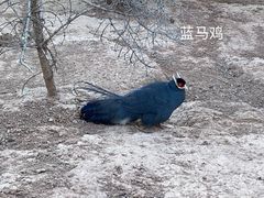 -青藏高原野生动物园