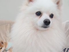 -怪兽屋·羊驼·猫咖·狗咖(俊华广场店)