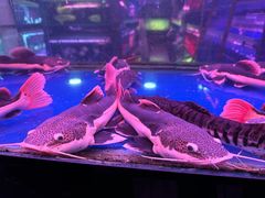 -中环花鸟鱼虫市场