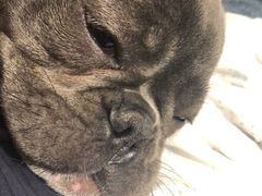 -瑞鹏宠物医院·爱宠堂·骨外专科(西荷分院)