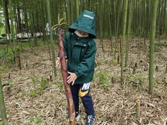 -黄海国家森林公园