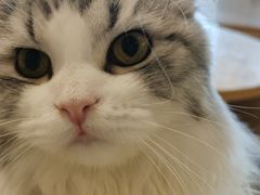 -猫腻·猫咖·撸猫馆(星光大道店)