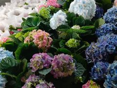 -越秀西湖花市(广州城市广场花卉店)