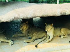 -北京野生动物园