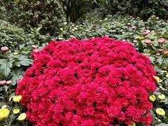 -南山植物园