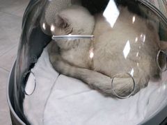 -中农大我爱我爱动物医院·核磁CT·猫病·24小时夜诊中心(石佛营店)
