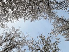 -顾村公园