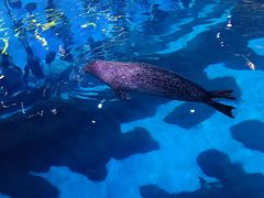 -海合安青岛极地海洋公园