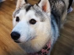 -Husky Go! 哈士奇体验馆·宠物咖啡厅狗咖