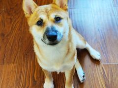 -豆柴町-柴犬主题狗咖(红鼎国际C座店)