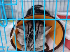 -萌兽医馆·宠物医院·猫骨科(创景店)