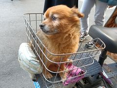 -清真·金宏兴鸭子店(明瓦廊店)