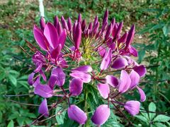 -松山湖梦幻百花洲
