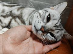 -美联众合宠物医院·爱萌分院·内外科·猫科中心