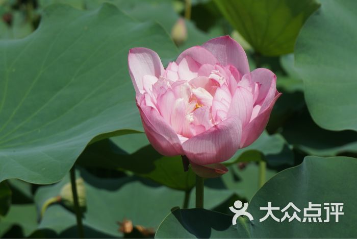 龙环葡韵人工湖湿地图片 - 第7张
