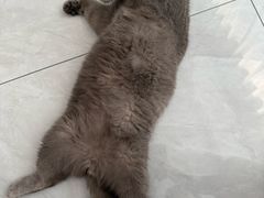 -心仪动物医院·牙专科·肿瘤·心脏科(西客站院)