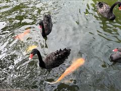 -深圳野生动物园