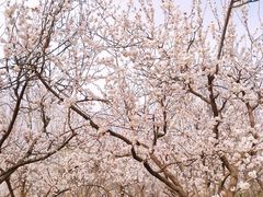 -东升八家郊野公园