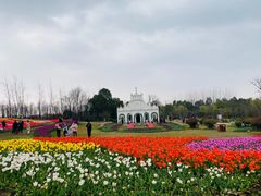 -杭州湾海上花田景区